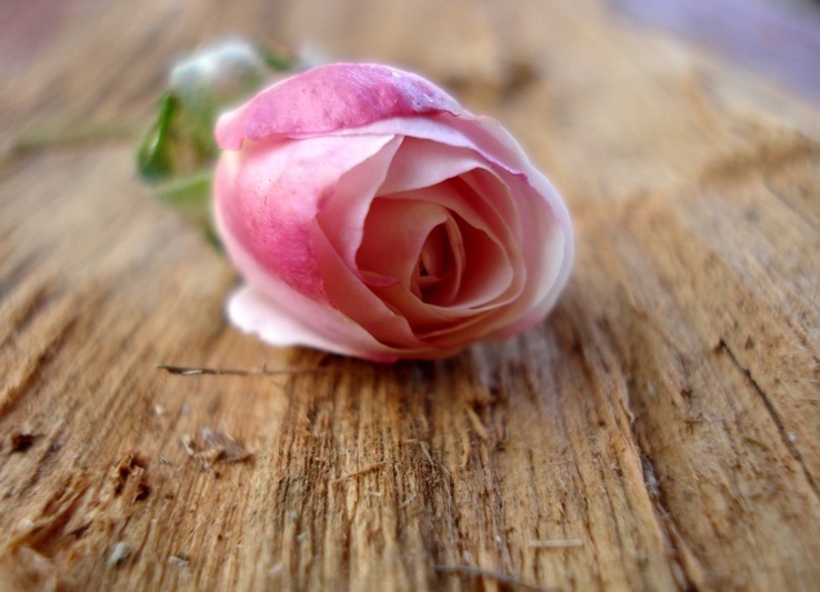 88d33db26cdbe7839b6be237d1aacae2.jpg