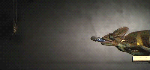 425e80b29938c8e2b2450132984d692b.gif