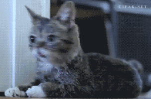 ba9b8af2fff3c05b77d2f291b7f17ff8.gif