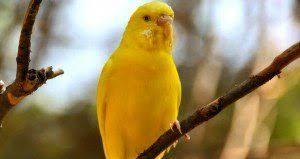 Muhabbet Kusu Renkleri Ve Desenleri