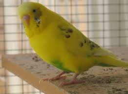 Muhabbet Kusu Renkleri Ve Desenleri