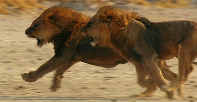 a98f46b59331fa835373c0bc71005112.gif