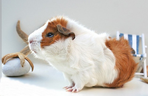 abessian guinea pig 8