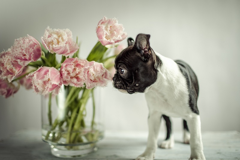 Küçük Köpek Cinsleri