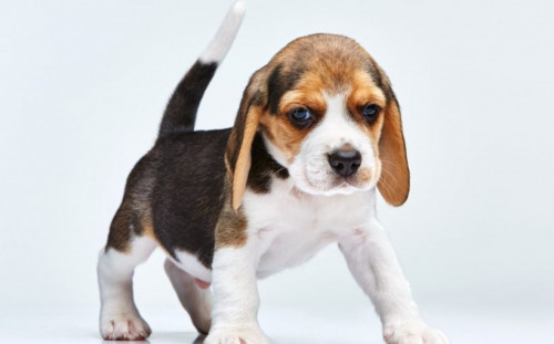 beagle-820x510.jpg