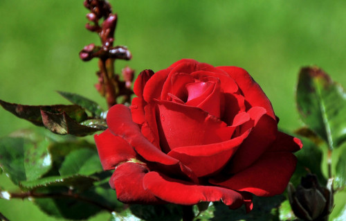 red-rose-roza-krasnaya.jpg