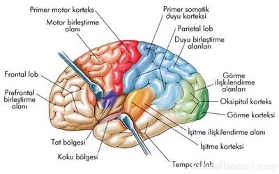 korteks.jpg