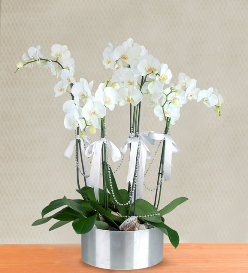 5-dal-beyaz-orkide-aranjmani-at353-1-8d46a363ee36ec2-80933a56.jpg