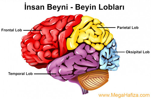 temporal lob nedir temporal loblar nedir insan beyni loblari 1024x669