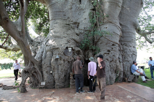 Sunland_Baobab_Limpopo_South_Africa_5613316944.jpeg