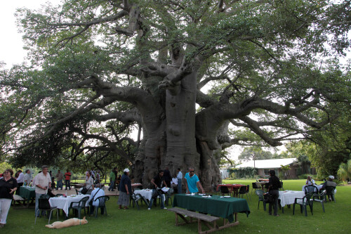 Sunland_Baobab_Tree_Limpopo_South_Africa_5613326084.jpeg