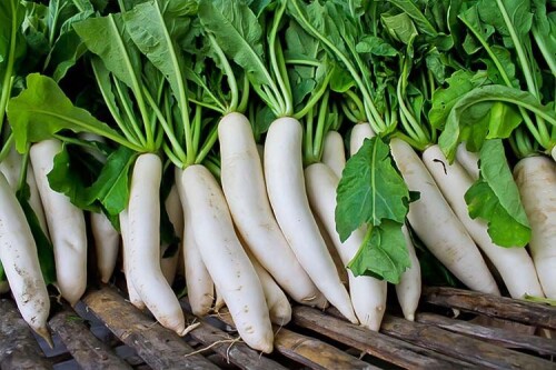 japon turpu 63a42ecdebaa2