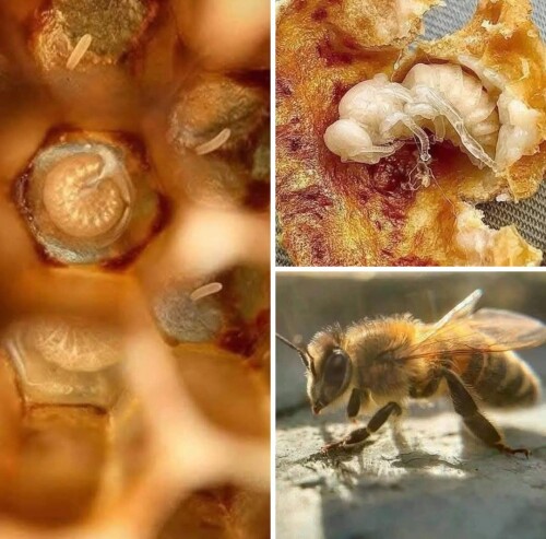 480842879 1168260635305287 611811392575675512 n