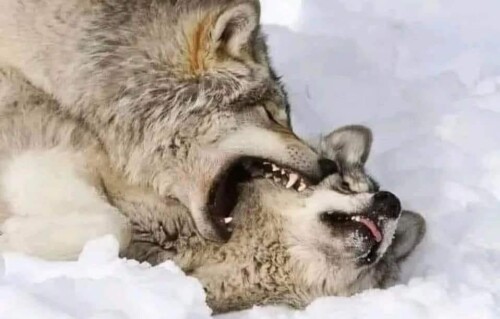 492500952 3998077147133323 4421783787375298705 n