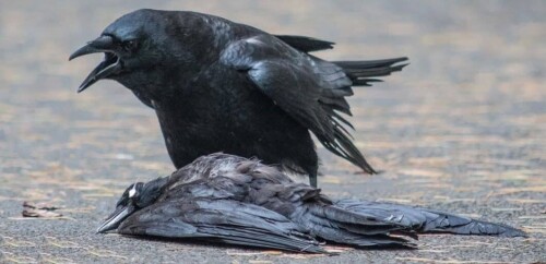 509251852 1034617888809092 6524411964655265331 n