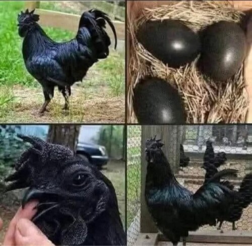 516434684 1442256040107415 4742094945596228074 n